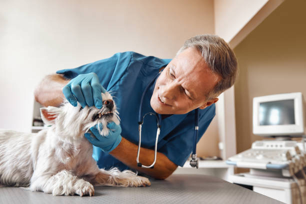 Best Emergency Root Canal Treatment in Garland, TX